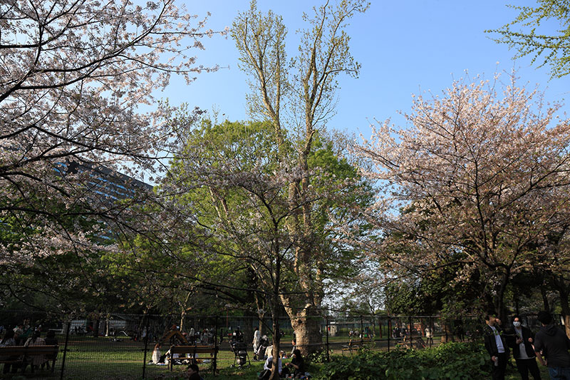 日比谷公園の桜