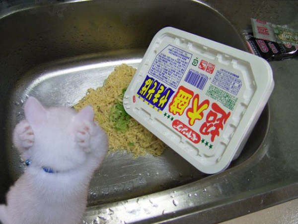 にゃあああ（＠□＠;）