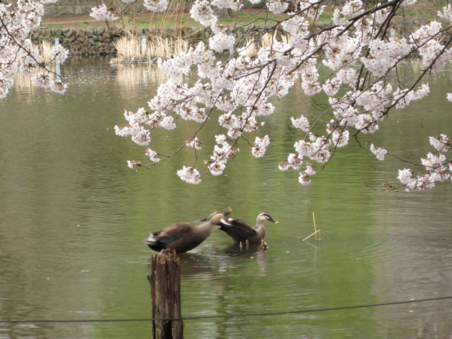 桜カモ