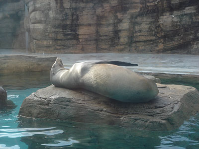 しまね海洋館アクアス　その２