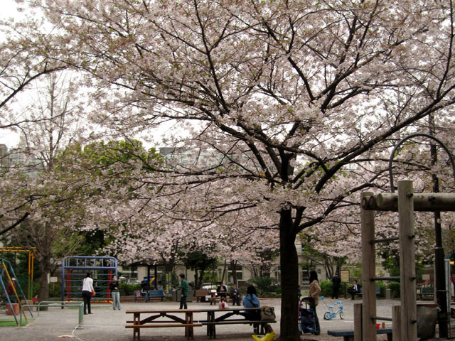 今年の桜