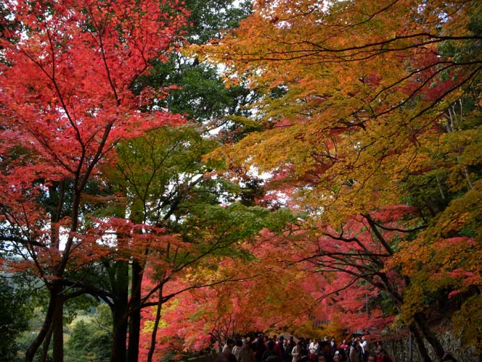 紅葉