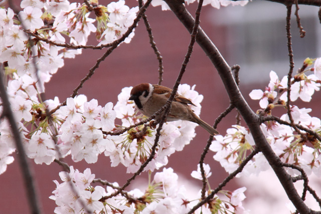 さくら・すずめ