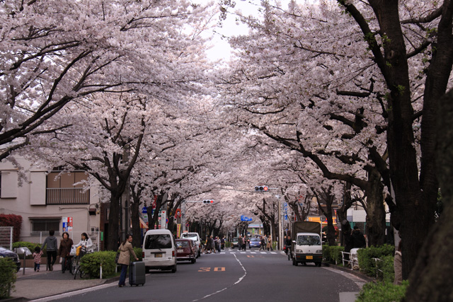 桜のトンネル