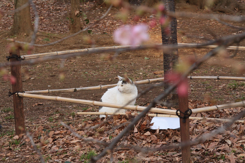 梅ねこさん
