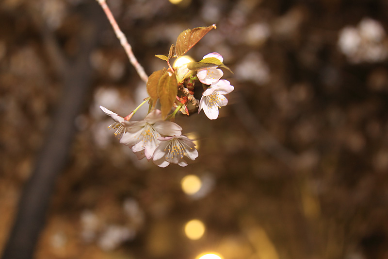 今年の桜