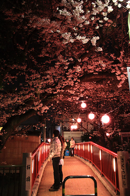 桜橋