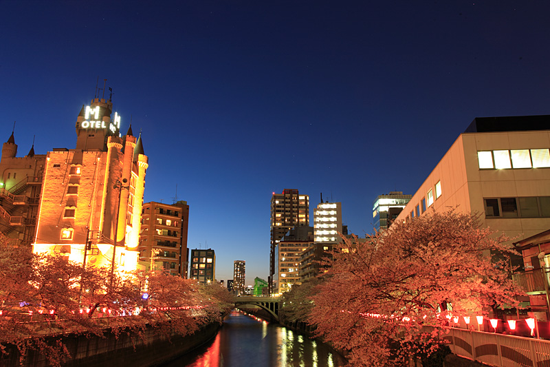 今年の桜