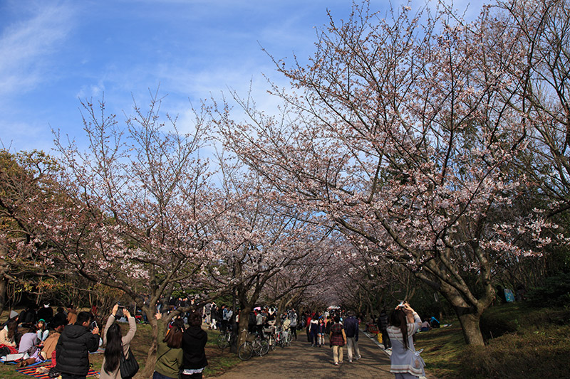 葛西臨海公園の桜