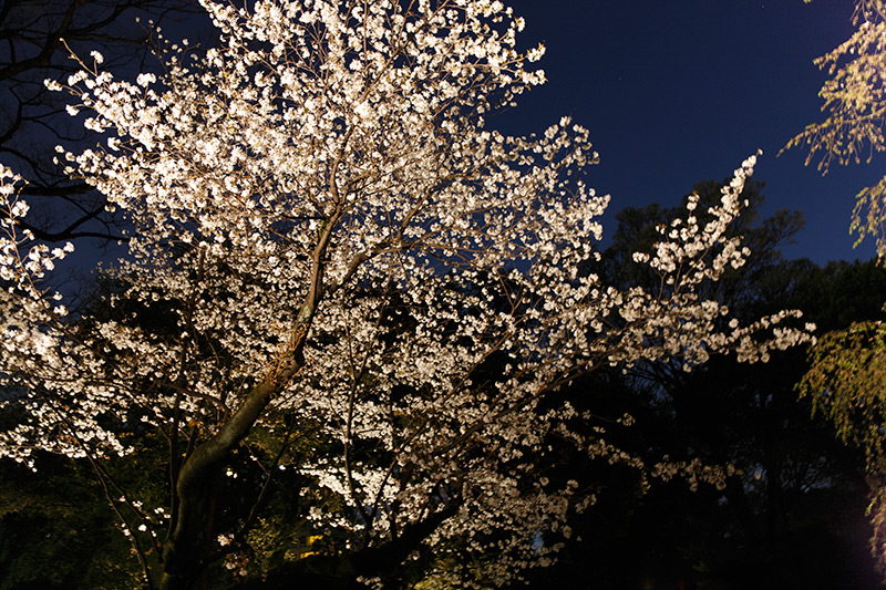 六義園