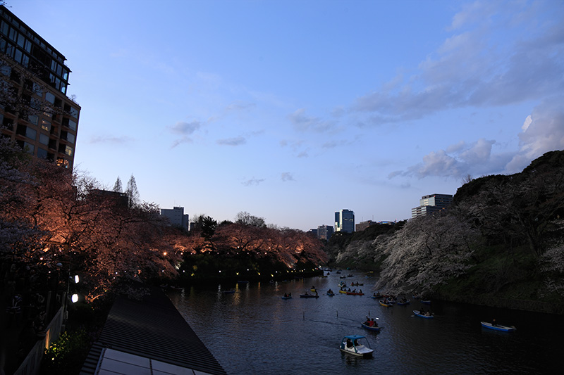 千鳥ヶ渕の夜桜