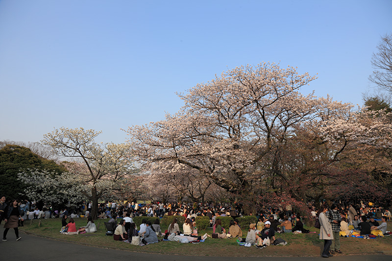 代々木公園