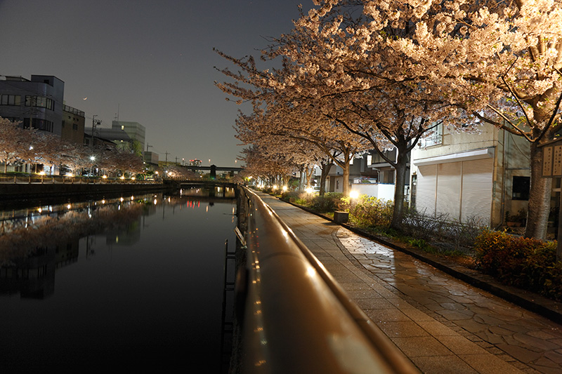 新川千本桜