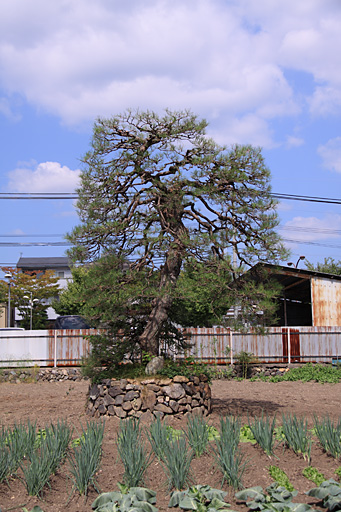 松の木と胞衣塚