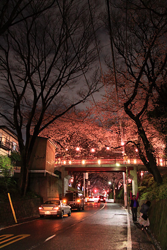 桜橋の下