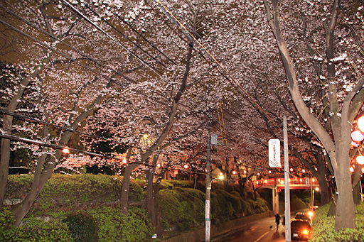 桜の天井