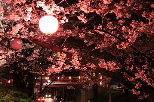 右上から桜橋