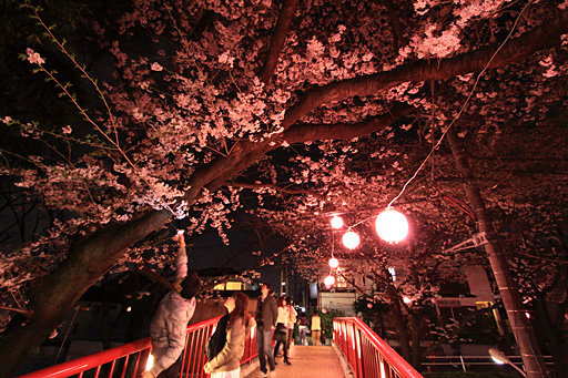 桜橋（スロープ側）