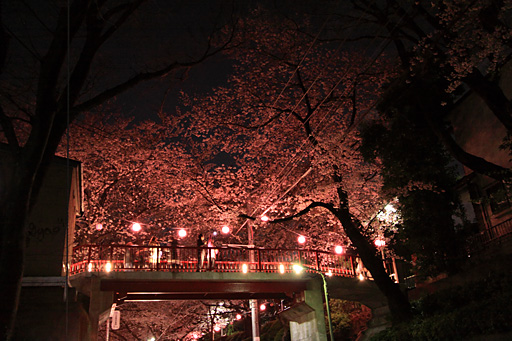 桜坂道路より