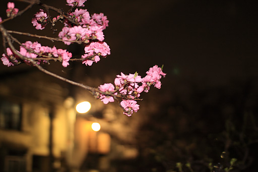 六郷用水脇の八重桜