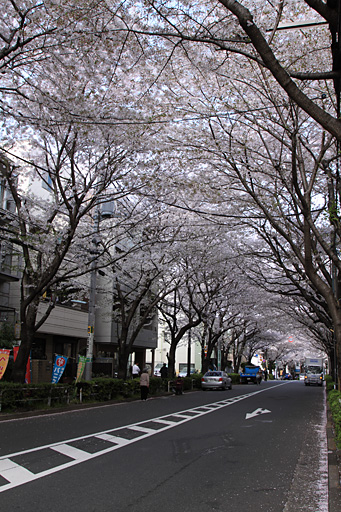 桜のトンネル