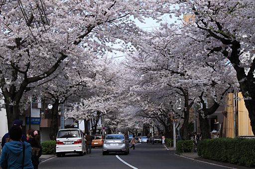 桜のトンネル