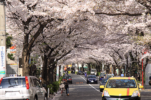 輝く桜の花