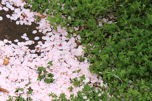 散った花のコントラスト