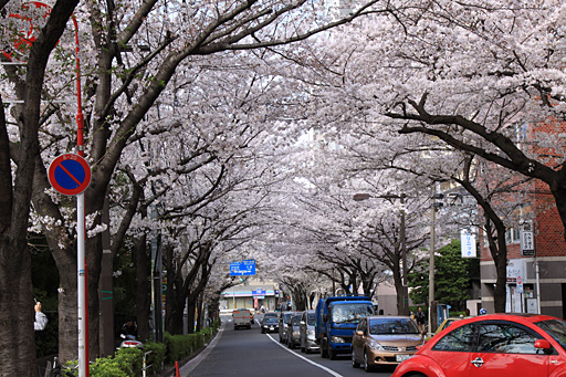 悲しき目黒の桜坂「かむろ坂」