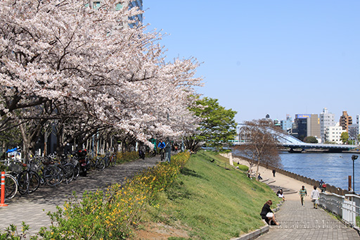 新川公園南端