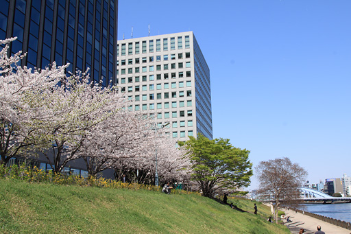 土手の桜を見上げる