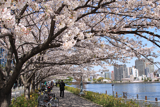 土手の桜の下