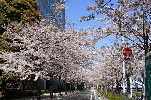 車道は両側に桜の木