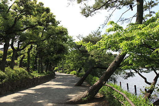 池のみち西側