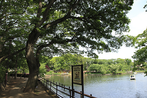 池のみち東側へ