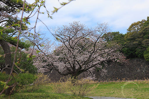 桜と石垣