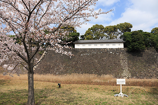 桜と富士見多聞