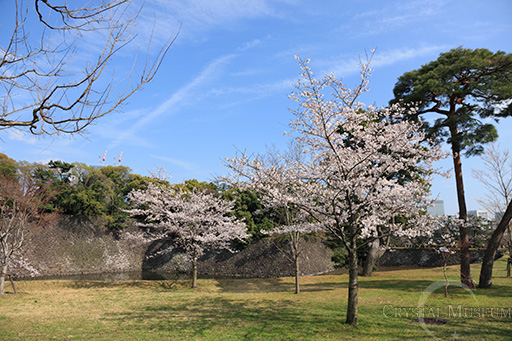 桜と乾堀・石垣