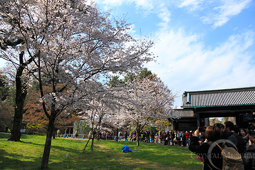 乾門の手前の桜