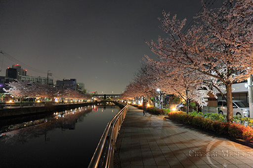 夜の新川千本桜を徘徊する