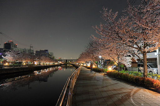 両岸に桜並木